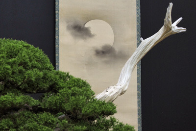 第42回日本盆栽大観展に出展される、夜空に浮く朧月の画軸と合わせて深山孤高の情景を成す力作的盆栽展示