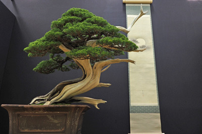 京都市勧業館みやこめっせ1階の第42回日本盆栽大観展展示の、突き出たジンが満月の画軸に呼応するように配された真柏作品