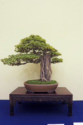 京都市勧業館みやこめっせ1階の第42回日本盆栽大観展に展示される、岩によりそう皐月盆栽