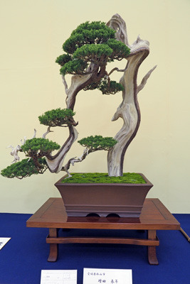 京都市勧業館みやこめっせ1階の第42回日本盆栽大観展に展示される、絶妙な枝ぶりと技巧的な根回りをもつ真柏盆栽