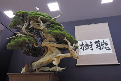 京都市勧業館みやこめっせ1階の第42回日本盆栽大観展の内閣総理大臣賞の豪壮な真柏盆栽
