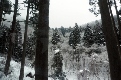 京都バス広河原行の車窓からみた、京都北郊花脊峠下の雪深い山林