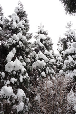 京都北山・地蔵杉山裏辺りの、多量の雪が付着した北山杉