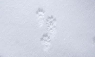 京都北山・雲取山付近で見た、狸か狐の足跡らしき雪上痕