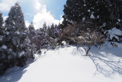 急に晴天となった京都北山・雲取峠の雪原