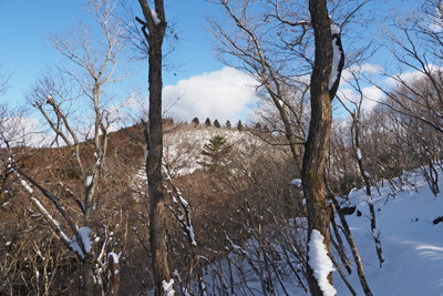 京都北山・寺山尾根からみた雪山風情の天狗杉