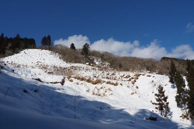 旧花脊峠下の旧道跡地から見上げた天狗杉南面雪原