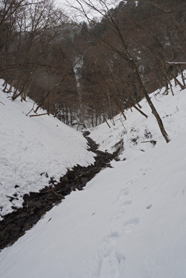 昨日の雨の所為か、沢が露出した谷斜面に続く自身の踏み跡を辿る、京都・雲取山三ノ谷ルートの下山路