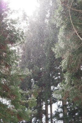 京都奥貴船・芹生集落の奥にて、午後の陽射しを反射する樹間の小雪