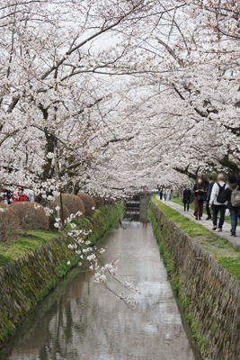 銀閣寺西橋から見た琵琶湖疏水分線・哲学の道の関雪桜