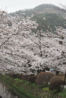 京都・銀閣寺道付近の琵琶湖疏水分線・哲学の道に植えられた満開の関雪桜と、黄砂に煙る大文字山