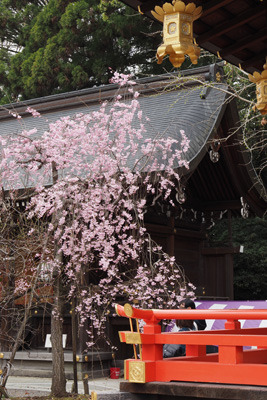 京都・北野天満宮紅梅殿横の枝垂桜