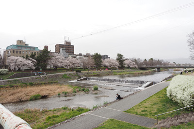 いつもより花見の集団が少ない、京都賀茂川（鴨川）・出町柳付近の桜並木