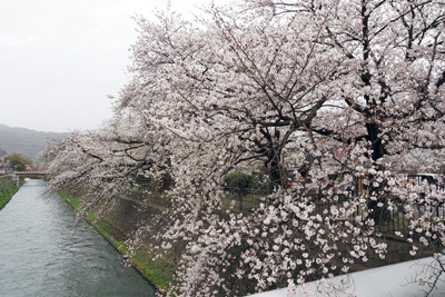 京都賀茂川傍の川端通から見た、琵琶湖疏水と冷泉通の桜並木