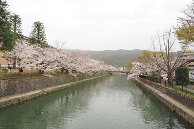 黄砂にけむる東山を背にして京都・岡崎地区を流れる琵琶湖疏水と桜並木