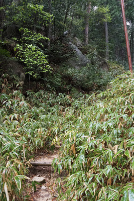 飯道神社へと続く急登の花崗岩参道と雨に濡れそぼる熊笹