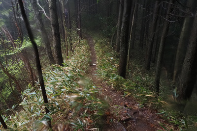 風雨で熊笹騒めく、飯道神社と飯道山山頂と繋ぐ尾根道