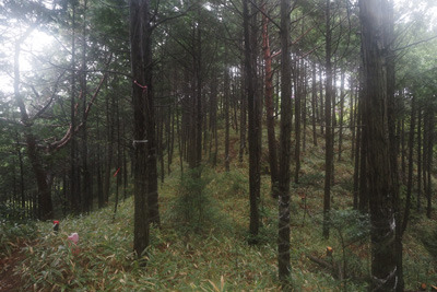 アセボ峠西山中の植林帯に続く鹿深奥駈道