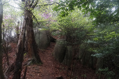 鹿深奥駈道の一峰、ほうそ山山頂直下の巨石ある天然林