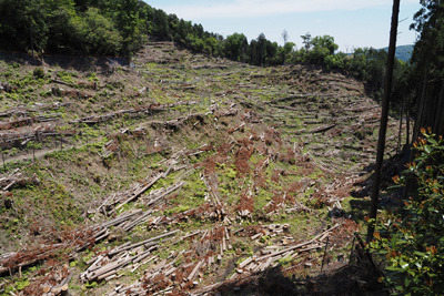 京都東山（大文字山・如意ケ嶽）奥に現れた、如意寺本堂地区全域に及ぶ広大な伐採現場
