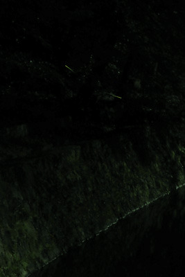 琵琶湖疏水分線上を飛翔する蛍2匹の光跡
