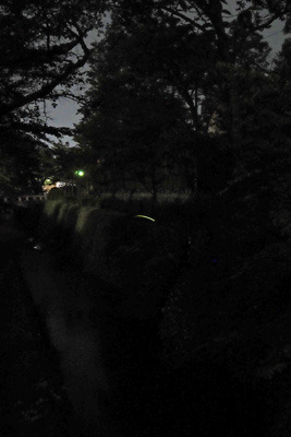 琵琶湖疏水分線上を飛翔する蛍の光跡