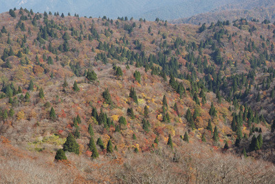 武奈ヶ岳山頂からみた、北の広谷の紅葉