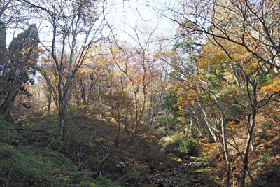 武奈ヶ岳山頂から八雲ヶ原へ下る谷道の紅葉