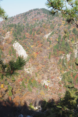 北比良峠近くのダケ道から見た釈迦岳山腹の紅葉