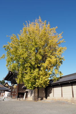 済んだ秋空に黄葉を広げる西本願寺・御影堂門脇の銀杏