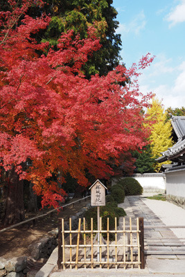 2023年11月23日の勤労感謝の日の京都・南禅寺境内の紅葉
