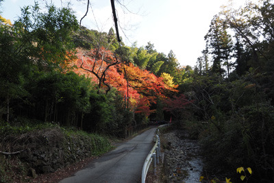 京都北山科山中に現れた山科聖天の紅葉の輝き