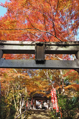 京都北山科山中にある山科聖天・双林院の鳥居越しの鮮やかな紅葉
