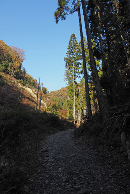 京都北山科の谷に続く林道と大文字山の紅葉