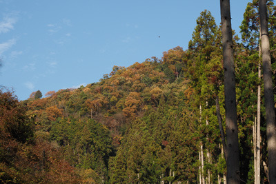 京都北山科の谷上に覗く、大文字山の紅葉